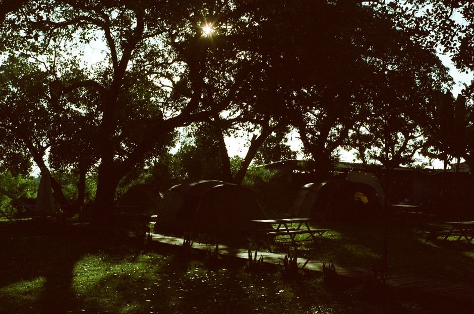 campground morning trees